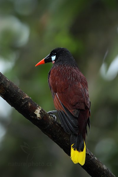 Vlhovec obrovský (Psarocolius montezuma), Vlhovec obrovský (Psarocolius montezuma), Montezuma Oropendola, Autor: Ondřej Prosický | NaturePhoto.cz, Model: Canon EOS 7D, Objektiv: Canon EF 500mm f/4 L IS USM, Ohnisková vzdálenost (EQ35mm): 800 mm, stativ Gitzo, Clona: 4.0, Doba expozice: 1/60 s, ISO: 640, Kompenzace expozice: +1/3, Blesk: Ano, Vytvořeno: 11. prosince 2010 6:08:47, Turrialba (Kostarika)