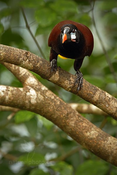 Vlhovec obrovský (Psarocolius montezuma), Vlhovec obrovský (Psarocolius montezuma) Montezuma Oropendola Autor: Ondřej Prosický | NaturePhoto.cz, Model: Canon EOS 7D, Objektiv: Canon EF 500mm f/4 L IS USM, Ohnisková vzdálenost (EQ35mm): 800 mm, stativ Gitzo, Clona: 6.3, Doba expozice: 1/320 s, ISO: 640, Kompenzace expozice: 0, Blesk: Ano, Vytvořeno: 10. prosince 2010 10:51:43, Turrialba (Kostarika) 