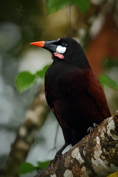 Vlhovec obrovský (Psarocolius montezuma), Vlhovec obrovský (Psarocolius montezuma) Montezuma Oropendola Autor: Ondřej Prosický | NaturePhoto.cz, Model: Canon EOS 7D, Objektiv: Canon EF 500mm f/4 L IS USM, Ohnisková vzdálenost (EQ35mm): 800 mm, stativ Gitzo, Clona: 4.0, Doba expozice: 1/60 s, ISO: 640, Kompenzace expozice: +1/3, Blesk: Ano, Vytvořeno: 11. prosince 2010 6:08:47, Turrialba (Kostarika)