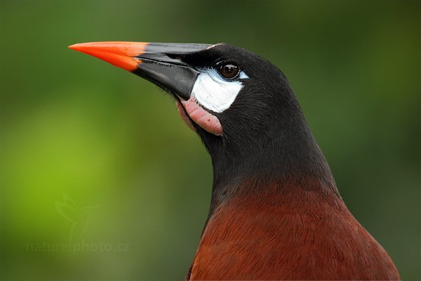 Vlhovec obrovský (Psarocolius montezuma), Vlhovec obrovský (Psarocolius montezuma), Montezuma Oropendola, Autor: Ondřej Prosický | NaturePhoto.cz, Model: Canon EOS 7D, Objektiv: Canon EF 500mm f/4 L IS USM, Ohnisková vzdálenost (EQ35mm): 800 mm, stativ Gitzo, Clona: 5.6, Doba expozice: 1/320 s, ISO: 640, Kompenzace expozice: -1/3, Blesk: Ano, Vytvořeno: 11. prosince 2010 9:13:15, Turrialba (Kostarika)