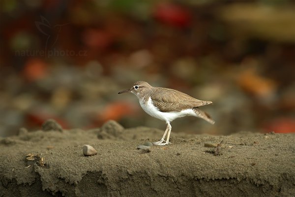 Pisík americký (Actitis macularia), Pisík americký (Actitis macularia), Sandpiper, Autor: Ondřej Prosický | NaturePhoto.cz, Model: Canon EOS 7D, Objektiv: Canon EF 500mm f/4 L IS USM, Ohnisková vzdálenost (EQ35mm): 800 mm, stativ Gitzo, Clona: 7.1, Doba expozice: 1/100 s, ISO: 640, Kompenzace expozice: 0, Blesk: Ne, Vytvořeno: 14. prosince 2010 6:23:20, Dominical (Kostarika)