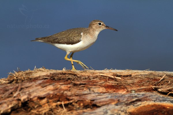 Pisík americký (Actitis macularia), Pisík americký (Actitis macularia), Sandpiper, Autor: Ondřej Prosický | NaturePhoto.cz, Model: Canon EOS 7D, Objektiv: Canon EF 500mm f/4 L IS USM, Ohnisková vzdálenost (EQ35mm): 800 mm, stativ Gitzo, Clona: 7.1, Doba expozice: 1/3200 s, ISO: 400, Kompenzace expozice: -1/3, Blesk: Ne, Vytvořeno: 14. prosince 2010 8:03:02, Dominical (Kostarika)