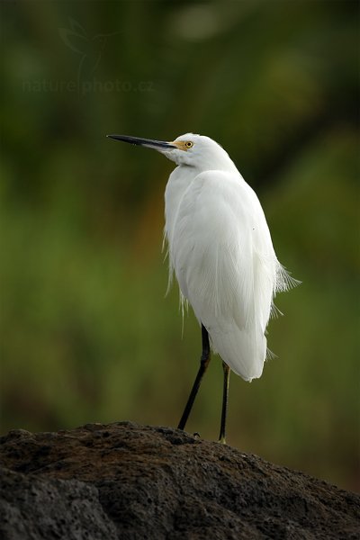 Volavka bělostná (Egretta thula), Volavka bělostná (Egretta thula), Snowy Egret, Autor: Ondřej Prosický | NaturePhoto.cz, Model: Canon EOS 5D Mark II, Objektiv: Canon EF 500mm f/4 L IS USM, Ohnisková vzdálenost (EQ35mm): 500 mm, stativ Gitzo, Clona: 11, Doba expozice: 1/100 s, ISO: 500, Kompenzace expozice: -1/3, Blesk: Ne, Vytvořeno: 14. prosince 2010 6:19:04, Dominical (Kostarika) 