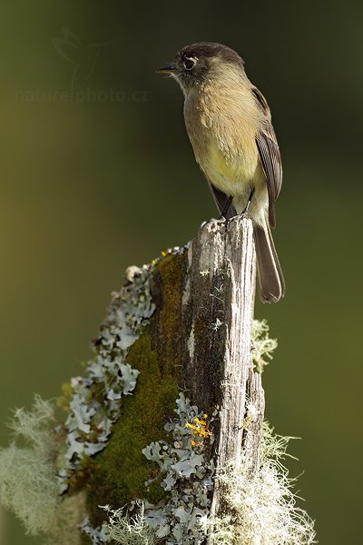 Tyranovec olivovožlutavý (Empidonax flavescens), Tyranovec olivovožlutavý (Empidonax flavescens) Yellowish Flycatcher Autor: Ondřej Prosický | NaturePhoto.cz, Model: Canon EOS 7D, Objektiv: Canon EF 500mm f/4 L IS USM, Ohnisková vzdálenost (EQ35mm): 800 mm, stativ Gitzo, Clona: 4.5, Doba expozice: 1/1250 s, ISO: 500, Kompenzace expozice: 0, Blesk: Ano, Vytvořeno: 12. prosince 2010 8:17:11, Savegre (Kostarika) 