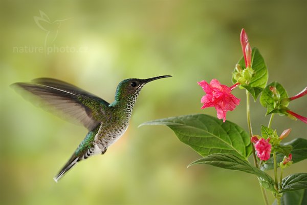 Kolibřík bělokrký (Florisuga mellivora), Kolibřík bělokrký (Florisuga mellivora), White-necked Jacobin, Autor: Ondřej Prosický | NaturePhoto.cz, Model: Canon EOS 7D, Objektiv: Canon EF 500mm f/4 L IS USM, Ohnisková vzdálenost (EQ35mm): 800 mm, stativ Gitzo, Clona: 5.6, Doba expozice: 1/250 s, ISO: 1000, Kompenzace expozice: 0, Blesk: Ano, Vytvořeno: 11. prosince 2010 8:32:28, Turrialba (Kostarika)