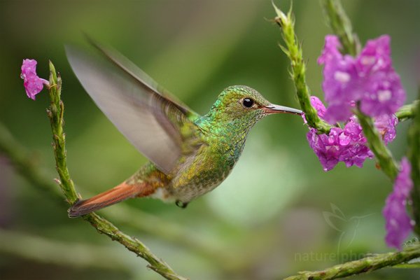 Kolibřík rezavoocasý (Amazilia tzacatl), Kolibřík rezavoocasý (Amazilia tzacatl), Rufous-tailed Hummingbird, Autor: Ondřej Prosický | NaturePhoto.cz, Model: Canon EOS 7D, Objektiv: Canon EF 500mm f/4 L IS USM, Ohnisková vzdálenost (EQ35mm): 800 mm, stativ Gitzo, Clona: 5.0, Doba expozice: 1/320 s, ISO: 1000, Kompenzace expozice: -1/3, Blesk: Ano, Vytvořeno: 9. prosince 2010 15:16:18, Turrialba (Kostarika)