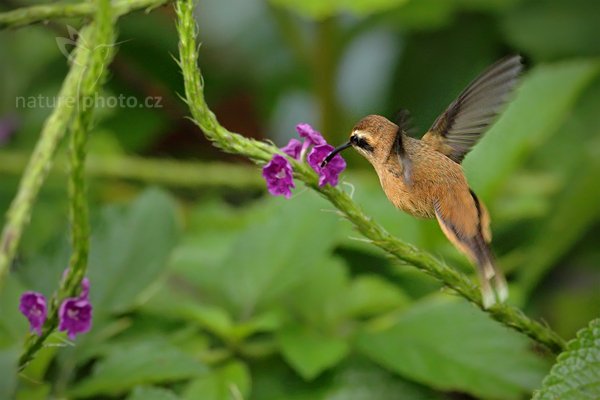 Kolibřík trpasličí (Phaethornis longuemareus), Kolibřík trpasličí (Phaethornis longuemareus), Little Hermit, Autor: Ondřej Prosický | NaturePhoto.cz, Model: Canon EOS 7D, Objektiv: Canon EF 500mm f/4 L IS USM, Ohnisková vzdálenost (EQ35mm): 800 mm, stativ Gitzo, Clona: 5.0, Doba expozice: 1/500 s, ISO: 1250, Kompenzace expozice: -1/3, Blesk: Ano, Vytvořeno: 10. prosince 2010 7:22:14, Turrialba (Kostarika)  