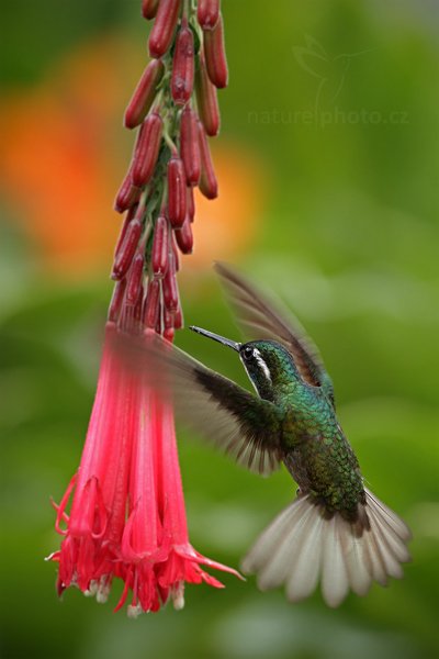 Kolibřík pokřovní (Lampornis castaneoventris), Kolibřík pokřovní (Lampornis castaneoventris), White-throated Mountain-gem, Autor: Ondřej Prosický | NaturePhoto.cz, Model: Canon EOS 7D, Objektiv: Canon EF 500mm f/4 L IS USM, Ohnisková vzdálenost (EQ35mm): 800 mm, stativ Gitzo, Clona: 5.6, Doba expozice: 1/640 s, ISO: 640, Kompenzace expozice: -1/3, Blesk: Ano, Vytvořeno: 12. prosince 2010 14:36:45, Savegre (Kostarika)