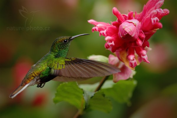 Kolibřík měděnohlavý (Elvira cupreiceps), Kolibřík měděnohlavý (Elvira cupreiceps), Coppery-headed Emereld, Autor: Ondřej Prosický | NaturePhoto.cz, Model: Canon EOS 7D, Objektiv: Canon EF 500mm f/4 L IS USM, Ohnisková vzdálenost (EQ35mm): 800 mm, stativ Gitzo, Clona: 6.3, Doba expozice: 1/1000 s, ISO: 640, Kompenzace expozice: -2/3, Blesk: Ne, Vytvořeno: 8. prosince 2010 14:01:04, La Paz (Kostarika) 