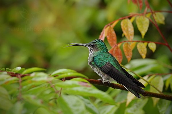 Kolibřík bělokrký (Florisuga mellivora), Kolibřík bělokrký (Florisuga mellivora), White-necked Jacobin, Autor: Ondřej Prosický | NaturePhoto.cz, Model: Canon EOS 7D, Objektiv: Canon EF 500mm f/4 L IS USM, Ohnisková vzdálenost (EQ35mm): 800 mm, stativ Gitzo, Clona: 6.3, Doba expozice: 1/250 s, ISO: 1250, Kompenzace expozice: -1/3, Blesk: Ano, Vytvořeno: 9. prosince 2010 12:42:39, Turrialba (Kostarika)