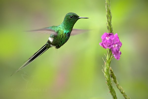 Kolibřík ploskoocasý (Discosura conversii), Kolibřík ploskoocasý Discosura longicauda (Discosura conversii), Green Thorntail, Autor: Ondřej Prosický | NaturePhoto.cz, Model: Canon EOS 7D, Objektiv: Canon EF 500mm f/4 L IS USM, Ohnisková vzdálenost (EQ35mm): 800 mm, stativ Gitzo, Clona: 5.0, Doba expozice: 1/640 s, ISO: 640, Kompenzace expozice: 0, Blesk: Ano, Vytvořeno: 10. prosince 2010 10:10:58, Turrialba (Kostarika) 