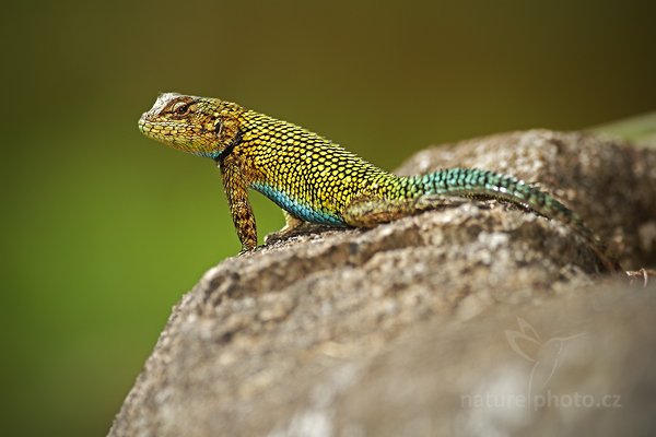 Leguánek malachitový (Sceloporus malachiticus), Leguánek malachitový (Sceloporus malachiticus), Emerald Swift Caresheet, Autor: Ondřej Prosický | NaturePhoto.cz, Model: Canon EOS 7D, Objektiv: Canon EF 500mm f/4 L IS USM, Ohnisková vzdálenost (EQ35mm): 800 mm, stativ Gitzo, Clona: 4.0, Doba expozice: 1/2000 s, ISO: 500, Kompenzace expozice: -1/3, Blesk: Ano, Vytvořeno: 12. prosince 2010 9:56:43, Savegre (Kostarika)