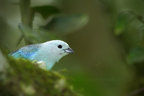 Tangara modrá (Thraupis episcopus), Tangara modrá (Thraupis episcopus), Blue-gray Tanager, Autor: Ondřej Prosický | NaturePhoto.cz, Model: Canon EOS 7D, Objektiv: Canon EF 500mm f/4 L IS USM, Ohnisková vzdálenost (EQ35mm): 800 mm, stativ Gitzo, Clona: 5.0, Doba expozice: 1/160 s, ISO: 640, Kompenzace expozice: -1/3, Blesk: Ano, Vytvořeno: 18. prosince 2010 10:42:19, RNVS Cano Negro (Kostarika) 