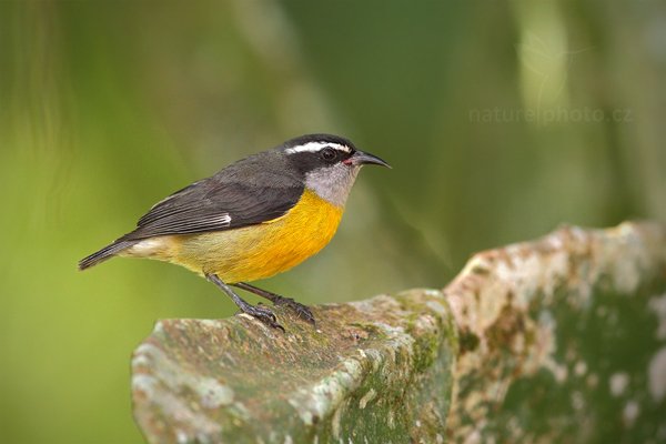 Banakit jamajský (Coereba flaveola), Banakit jamajský (Coereba flaveola), Bananaquit, Autor: Ondřej Prosický | NaturePhoto.cz, Model: Canon EOS 7D, Objektiv: Canon EF 500mm f/4 L IS USM, Ohnisková vzdálenost (EQ35mm): 800 mm, stativ Gitzo, Clona: 5.6, Doba expozice: 1/320 s, ISO: 500, Kompenzace expozice: -1/3, Blesk: Ano, Vytvořeno: 18. prosince 2010 10:14:38, RNVS Cano Negro (Kostarika) 