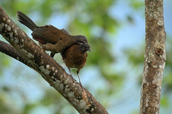 Čačalaka šedohlavá (Ortalis cinereiceps), Čačalaka šedohlavá (Ortalis cinereiceps), Gray-headed Chachalaca, Autor: Ondřej Prosický | NaturePhoto.cz, Model: Canon EOS 7D, Objektiv: Canon EF 500mm f/4 L IS USM, Ohnisková vzdálenost (EQ35mm): 800 mm, stativ Gitzo, Clona: 4.5, Doba expozice: 1/250 s, ISO: 640, Kompenzace expozice: +1/3, Blesk: Ne, Vytvořeno: 9. prosince 2010 14:09:03, Turrialba (Kostarika) 