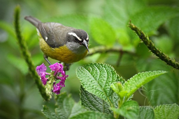 Banakit jamajský (Coereba flaveola), Banakit jamajský (Coereba flaveola), Bananaquit, Autor: Ondřej Prosický | NaturePhoto.cz, Model: Canon EOS 7D, Objektiv: Canon EF 500mm f/4 L IS USM, Ohnisková vzdálenost (EQ35mm): 800 mm, stativ Gitzo, Clona: 4.0, Doba expozice: 1/640 s, ISO: 640, Kompenzace expozice: 0, Blesk: Ne, Vytvořeno: 9. prosince 2010 13:58:33, Turrialba (Kostarika) 