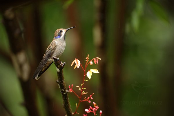 Kolibřík fialovouchý (Colibri delphinae), Kolibřík fialovouchý (Colibri delphinae) Brown Violetear, Autor: Ondřej Prosický | NaturePhoto.cz, Model: Canon EOS 7D, Objektiv: Canon EF 500mm f/4 L IS USM, Ohnisková vzdálenost (EQ35mm): 800 mm, stativ Gitzo, Clona: 5.0, Doba expozice: 1/125 s, ISO: 1250, Kompenzace expozice: 0, Blesk: Ne, Vytvořeno: 9. prosince 2010 11:50:49, Turrialba (Kostarika)