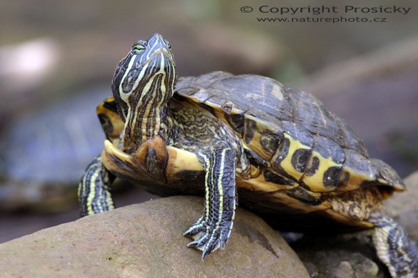 Želva nádherná (Trachemys scriptta), Autor: Ondřej Prosický, Model aparátu: Canon EOS 300D DIGITAL, Objektiv: Canon EF 100mm f/2.8 Macro USM, Ohnisková vzdálenost: 400.00 mm, Clona: 5.60, Doba expozice: 1/50 s, ISO: 400, Vyvážení expozice: 0.33, Blesk: Ne, Vytvořeno: 20. prosince 2004, NP Tortuguero (Kostarika) 