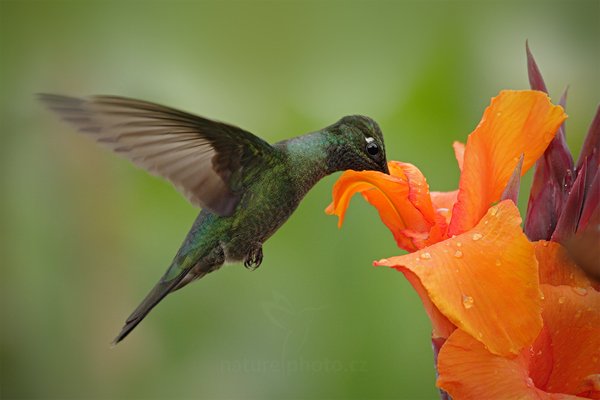 Kolibřík skvostný (Eugenes fulgens), Kolibřík skvostný (Eugenes fulgens), Magnificent Hummingbird, Autor: Ondřej Prosický | NaturePhoto.cz, Model: Canon EOS 7D, Objektiv: Canon EF 500mm f/4 L IS USM, Ohnisková vzdálenost (EQ35mm): 800 mm, stativ Gitzo, Clona: 4.0, Doba expozice: 1/1000 s, ISO: 800, Kompenzace expozice: 0, Blesk: Ano, Vytvořeno: 12. prosince 2010 14:05:17, Turrialba (Kostarika) 