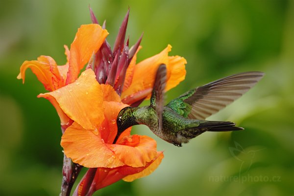 Kolibřík skvostný (Eugenes fulgens), Kolibřík skvostný (Eugenes fulgens), Magnificent Hummingbird, Autor: Ondřej Prosický | NaturePhoto.cz, Model: Canon EOS 7D, Objektiv: Canon EF 500mm f/4 L IS USM, Ohnisková vzdálenost (EQ35mm): 800 mm, stativ Gitzo, Clona: 5.6, Doba expozice: 1/1000 s, ISO: 500, Kompenzace expozice: -1/3, Blesk: Ano, Vytvořeno: 12. prosince 2010 14:21:56, Turrialba (Kostarika)