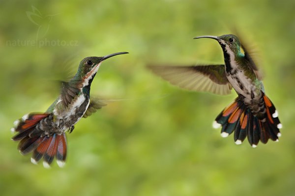 Kolibřík lesklý (Anthracothorax prevostii), Kolibřík lesklý (Anthracothorax prevostii), Green-breasted Mango, Autor: Ondřej Prosický | NaturePhoto.cz, Model: Canon EOS 7D, Objektiv: Canon EF 500mm f/4 L IS USM, Ohnisková vzdálenost (EQ35mm): 320 mm, stativ Gitzo, Clona: 6.3, Doba expozice: 1/200 s, ISO: 640, Kompenzace expozice: 0, Blesk: Ano, Vytvořeno: 10. prosince 2010 12:54:12, Turrialba (Kostarika) 