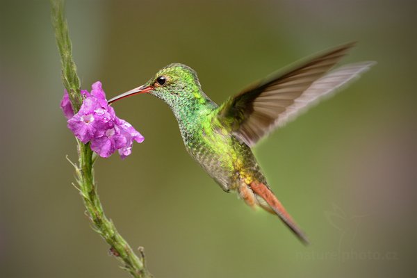 Kolibřík rezavoocasý (Amazilia tzacatl), Kolibřík rezavoocasý (Amazilia tzacatl) Rufous-tailed Hummingbird, Autor: Ondřej Prosický | NaturePhoto.cz, Model: Canon EOS 7D, Objektiv: Canon EF 500mm f/4 L IS USM, Ohnisková vzdálenost (EQ35mm): 800 mm, stativ Gitzo, Clona: 5.6, Doba expozice: 1/400 s, ISO: 400, Kompenzace expozice: +1/3, Blesk: Ano, Vytvořeno: 10. prosince 2010 9:38:01, Turrialba (Kostarika) 
