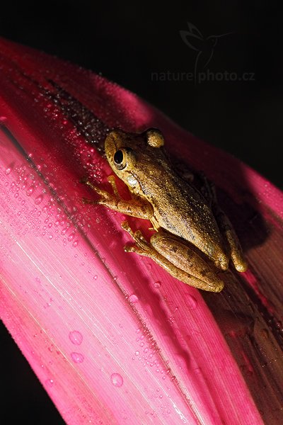 Rosnivka Staufferova (Scinax staufferi), Rosnivka Staufferova (Scinax staufferi) Stauffers Treefrog, Autor: Ondřej Prosický | NaturePhoto.cz, Model: Canon EOS 7D, Objektiv: Canon EF 100mm f/2.8 Macro L IS USM, Ohnisková vzdálenost (EQ35mm): 160 mm, fotografováno z ruky, Clona: 8.0, Doba expozice: 1/160 s, ISO: 100, Kompenzace expozice: 0, Blesk: Ano, Vytvořeno: 19. prosince 2010 7:28:29, RNVS Caño Negro (Kostarika) 