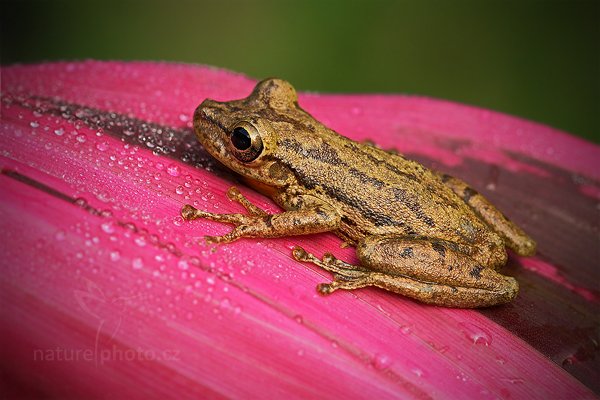 Rosnivka Staufferova (Scinax staufferi), Rosnivka Staufferova (Scinax staufferi) Stauffers Treefrog, Autor: Ondřej Prosický | NaturePhoto.cz, Model: Canon EOS 7D, Objektiv: Canon EF 100mm f/2.8 Macro L IS USM, Ohnisková vzdálenost (EQ35mm): 160 mm, fotografováno z ruky, Clona: 7.1, Doba expozice: 1/80 s, ISO: 1250, Kompenzace expozice: 0, Blesk: Ne, Vytvořeno: 19. prosince 2010 7:30:23, RNVS Caño Negro (Kostarika) 