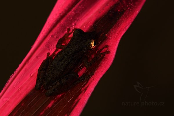 Rosnivka Staufferova (Scinax staufferi), Rosnivka Staufferova (Scinax staufferi) Stauffers Treefrog, Autor: Ondřej Prosický | NaturePhoto.cz, Model: Canon EOS 7D, Objektiv: Canon EF 100mm f/2.8 Macro L IS USM, Ohnisková vzdálenost (EQ35mm): 160 mm, fotografováno z ruky, Clona: 8.0, Doba expozice: 1/160 s, ISO: 100, Kompenzace expozice: 0, Blesk: Ano, Vytvořeno: 19. prosince 2010 7:28:07, RNVS Caño Negro (Kostarika)