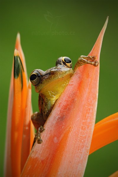 Rosnivka Staufferova (Scinax staufferi), Rosnivka Staufferova (Scinax staufferi) Stauffers Treefrog, Autor: Ondřej Prosický | NaturePhoto.cz, Model: Canon EOS 7D, Objektiv: Canon EF 100mm f/2.8 Macro L IS USM, Ohnisková vzdálenost (EQ35mm): 160 mm, fotografováno z ruky, Clona: 8.0, Doba expozice: 1/160 s, ISO: 1600, Kompenzace expozice: -2/3, Blesk: Ano, Vytvořeno: 19. prosince 2010 7:58:39, RNVS Caño Negro (Kostarika) 