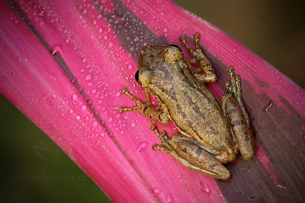 Rosnivka Staufferova (Scinax staufferi), Rosnivka Staufferova (Scinax staufferi) Stauffers Treefrog, Autor: Ondřej Prosický | NaturePhoto.cz, Model: Canon EOS 7D, Objektiv: Canon EF 100mm f/2.8 Macro L IS USM, Ohnisková vzdálenost (EQ35mm): 160 mm, fotografováno z ruky, Clona: 8.0, Doba expozice: 1/80 s, ISO: 1000, Kompenzace expozice: 0, Blesk: Ne, Vytvořeno: 19. prosince 2010 7:28:48, RNVS Caño Negro (Kostarika) 