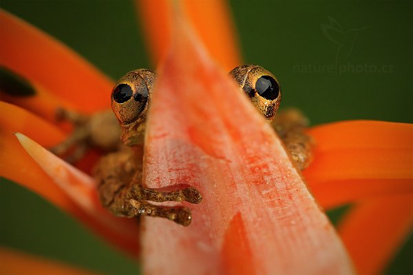 Rosnivka Staufferova (Scinax staufferi), Rosnivka Staufferova (Scinax staufferi) Stauffers Treefrog, Autor: Ondřej Prosický | NaturePhoto.cz, Model: Canon EOS 7D, Objektiv: Canon EF 100mm f/2.8 Macro L IS USM, Ohnisková vzdálenost (EQ35mm): 160 mm, fotografováno z ruky, Clona: 8.0, Doba expozice: 1/160 s, ISO: 1600, Kompenzace expozice: -2/3, Blesk: Ano, Vytvořeno: 19. prosince 2010 7:58:39, RNVS Caño Negro (Kostarika) 