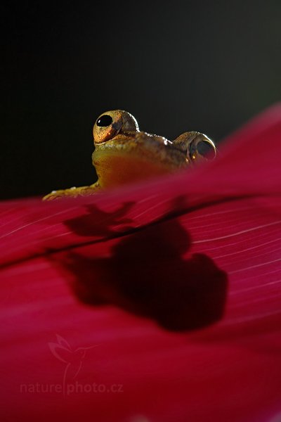 Rosnivka Staufferova (Scinax staufferi), Rosnivka Staufferova (Scinax staufferi) Stauffers Treefrog, Autor: Ondřej Prosický | NaturePhoto.cz, Model: Canon EOS 7D, Objektiv: Canon EF 100mm f/2.8 Macro L IS USM, Ohnisková vzdálenost (EQ35mm): 160 mm, fotografováno z ruky, Clona: 6.3, Doba expozice: 1/125 s, ISO: 125, Kompenzace expozice: 0, Blesk: Ano, Vytvořeno: 19. prosince 2010 7:45:52, RNVS Caño Negro (Kostarika) 