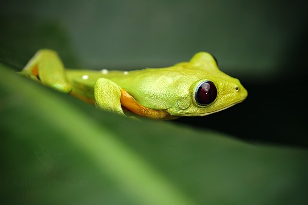 Listovnice Spurrelova (Agalychnis spurrelli), Listovnice Spurrelova (Agalychnis spurrelli) Flying Leaf Frog, Autor: Ondřej Prosický | NaturePhoto.cz, Model: Canon EOS 7D, Objektiv: Canon EF 100mm f/2.8 Macro L IS USM, Ohnisková vzdálenost (EQ35mm): 160 mm, fotografováno z ruky, Clona: 4.0, Doba expozice: 1/160 s, ISO: 640, Kompenzace expozice: 0, Blesk: Ano, Vytvořeno: 8. prosince 2010 9:27:51, La Paz (Kostarika) 