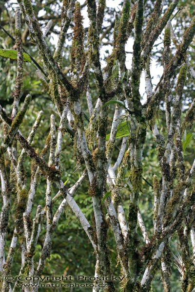 Vegetace v rezervaci Monteverde