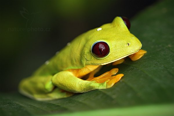 Listovnice Spurrelova (Agalychnis spurrelli), Listovnice Spurrelova (Agalychnis spurrelli) Flying Leaf Frog, Autor: Ondřej Prosický | NaturePhoto.cz, Model: Canon EOS 7D, Objektiv: Canon EF 100mm f/2.8 Macro L IS USM, Ohnisková vzdálenost (EQ35mm): 160 mm, fotografováno z ruky, Clona: 4.0, Doba expozice: 1/125 s, ISO: 640, Kompenzace expozice: 0, Blesk: Ano, Vytvořeno: 8. prosince 2010 9:27:08, La Paz (Kostarika)