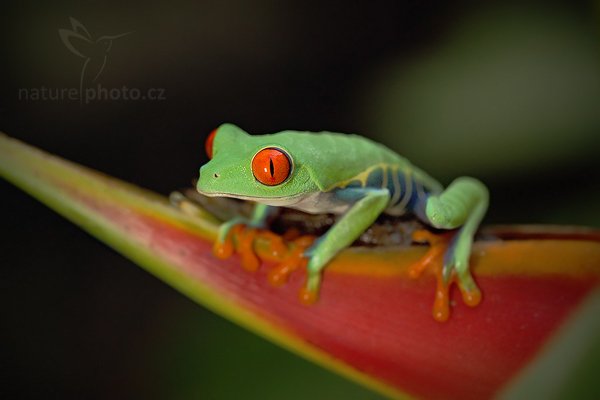 Listovnice červenooká (Agalychnis callidryas), Listovnice červenooká (Agalychnis callidryas), Red-eyed Tree Frog, Autor: Ondřej Prosický | NaturePhoto.cz, Model: Canon EOS 5D Mark II, Objektiv: Canon EF 100mm f/2.8 Macro L IS USM, Ohnisková vzdálenost (EQ35mm): 100 mm, fotografováno z ruky, Clona: 4.5, Doba expozice: 1/25 s, ISO: 3200, Kompenzace expozice: -1/3, Blesk: Ano, Vytvořeno: 8. prosince 2010 16:06:23,La Paz (Kostarika) 