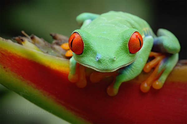 Listovnice červenooká (Agalychnis callidryas), Listovnice červenooká (Agalychnis callidryas), Red-eyed Tree Frog, Autor: Ondřej Prosický | NaturePhoto.cz, Model: Canon EOS 5D Mark II, Objektiv: Canon EF 100mm f/2.8 Macro L IS USM, Ohnisková vzdálenost (EQ35mm): 100 mm, fotografováno z ruky, Clona: 16, Doba expozice: 15.0 s, ISO: 400, Kompenzace expozice: -1/3, Blesk: Ne, Vytvořeno: 8. prosince 2010 16:13:00, La Paz (Kostarika)