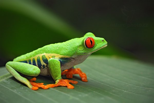 Listovnice červenooká (Agalychnis callidryas), Listovnice červenooká (Agalychnis callidryas), Red-eyed Tree Frog, Rosnivka Staufferova (Scinax staufferi) Stauffers Treefrog, Autor: Ondřej Prosický | NaturePhoto.cz, Model: Canon EOS 7D, Objektiv: Canon EF 100mm f/2.8 Macro L IS USM, Ohnisková vzdálenost (EQ35mm): 160 mm, fotografováno z ruky, Clona: 6.3, Doba expozice: 1/60 s, ISO: 800, Kompenzace expozice: 0, Blesk: Ano, Vytvořeno: 8. prosince 2010 9:34:15, RNVS Caño Negro (Kostarika) 