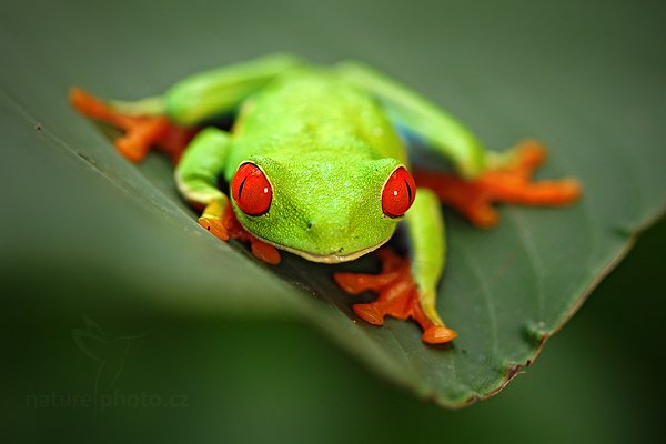 Listovnice červenooká (Agalychnis callidryas), Listovnice červenooká (Agalychnis callidryas), Red-eyed Tree Frog, Autor: Ondřej Prosický | NaturePhoto.cz, Model: Canon EOS 7D, Objektiv: Canon EF 100mm f/2.8 Macro L IS USM, Ohnisková vzdálenost (EQ35mm): 160 mm, fotografováno z ruky, Clona: 3.2, Doba expozice: 1/320 s, ISO: 800, Kompenzace expozice: -1/3, Blesk: Ano, Vytvořeno: 8. prosince 2010 9:44:09, La Pay (Kostarika) 