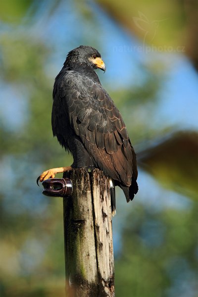 Káně černá (Buteo albonotatua), Káně černá (Buteo albonotatua), Zone-tailed Hawk, Autor: Ondřej Prosický | NaturePhoto.cz, Model: Canon EOS 7D, Objektiv: Canon EF 500mm f/4 L IS USM, Ohnisková vzdálenost (EQ35mm): 1120 mm, stativ Gitzo, Clona: 8.0, Doba expozice: 1/500 s, ISO: 200, Kompenzace expozice: -1/3, Blesk: Ne, Vytvořeno: 14. prosince 2010 7:13:52, Dominical (Kostarika) 