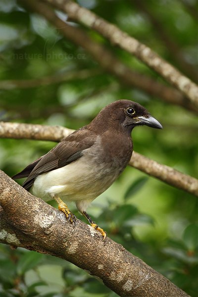 Sojka hnědá (Cyanocorax morio), Sojka hnědá (Cyanocorax morio) Brown Jay, Autor: Ondřej Prosický | NaturePhoto.cz, Model: Canon EOS 7D, Objektiv: Canon EF 500mm f/4 L IS USM, Ohnisková vzdálenost (EQ35mm): 800 mm, stativ Gitzo, Clona: 6.3, Doba expozice: 1/500 s, ISO: 640, Kompenzace expozice: -2/3, Blesk: Ano, Vytvořeno: 10. prosince 2010 10:56:24, Turrialba (Kostarika) 