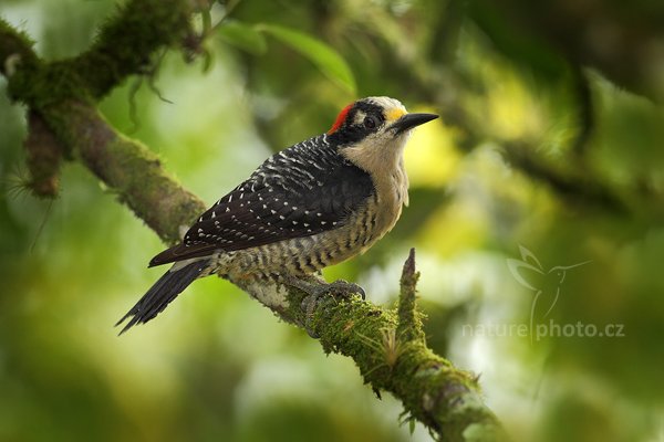 Datel Hoffmannův (Melanerpes hoffmannii), Datel černolící (Melanerpes pucherani) Black- cheeked Woodpecker, Autor: Ondřej Prosický | NaturePhoto.cz, Model: Canon EOS 7D, Objektiv: Canon EF 500mm f/4 L IS USM, Ohnisková vzdálenost (EQ35mm): 800 mm, stativ Gitzo, Clona: 5.0, Doba expozice: 1/640 s, ISO: 800, Kompenzace expozice: 0, Blesk: Ano, Vytvořeno: 19. prosince 2010 10:51:21, Cano Negro (Kostarika) 