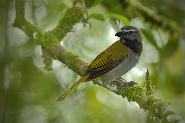 Saltator velký (Saltator maximus), Saltator velký (Saltator maximus) Buff-throated Saltator, Autor: Ondřej Prosický | NaturePhoto.cz, Model: Canon EOS 7D, Objektiv: Canon EF 500mm f/4 L IS USM, Ohnisková vzdálenost (EQ35mm): 800 mm, stativ Gitzo, Clona: 5.0, Doba expozice: 1/160 s, ISO: 800, Kompenzace expozice: 0, Blesk: Ano, Vytvořeno: 19. prosince 2010 10:26:50, Cano Negro (Kostarika) 