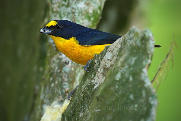 Libohlásek Bonapartův (Euphonia hirundinacea), Libohlásek Bonapartův (Euphonia hirundinacea) Yellow-throated Euphonia, Autor: Ondřej Prosický | NaturePhoto.cz, Model: Canon EOS 7D, Objektiv: Canon EF 500mm f/4 L IS USM, Ohnisková vzdálenost (EQ35mm): 800 mm, stativ Gitzo, Clona: 6.3, Doba expozice: 1/160 s, ISO: 640, Kompenzace expozice: -1/3, Blesk: Ano, Vytvořeno: 18. prosince 2010 12:04:08, Dominical (Kostarika)