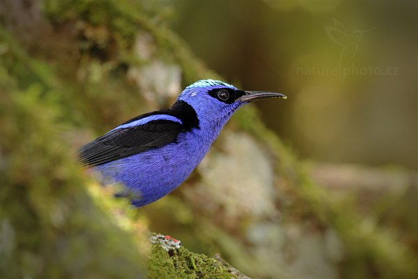 Květomil modrý (Cyanerpes cyaneus), Květomil modrý (Cyanerpes cyaneus) Red-legged Honeycreeper, Autor: Ondřej Prosický | NaturePhoto.cz, Model: Canon EOS 7D, Objektiv: Canon EF 500mm f/4 L IS USM, Ohnisková vzdálenost (EQ35mm): 800 mm, stativ Gitzo, Clona: 6.3, Doba expozice: 1/160 s, ISO: 640, Kompenzace expozice: -1/3, Blesk: Ano, Vytvořeno: 18. prosince 2010 11:24:35, Cano Negro (Kostarika) 