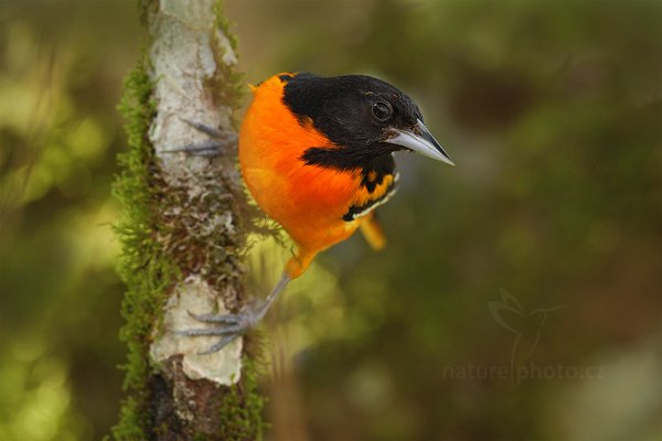 Trupiál baltimorský (Icterus galbula), Trupiál baltimorský (Icterus galbula) Baltimore Oriole, Autor: Ondřej Prosický | NaturePhoto.cz, Model: Canon EOS 7D, Objektiv: Canon EF 500mm f/4 L IS USM, Ohnisková vzdálenost (EQ35mm): 800 mm, stativ Gitzo, Clona: 5.0, Doba expozice: 1/250 s, ISO: 640, Kompenzace expozice: -1/3, Blesk: Ano, Vytvořeno: 18. prosince 2010 11:05:16, Cano Negro (Kostarika) 