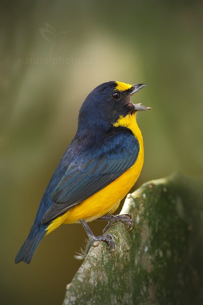 Libohlásek Bonapartův (Euphonia hirundinacea), Libohlásek Bonapartův (Euphonia hirundinacea) Yellow-throated Euphonia, Autor: Ondřej Prosický | NaturePhoto.cz, Model: Canon EOS 7D, Objektiv: Canon EF 500mm f/4 L IS USM, Ohnisková vzdálenost (EQ35mm): 800 mm, stativ Gitzo, Clona: 5.0, Doba expozice: 1/500 s, ISO: 640, Kompenzace expozice: -1/3, Blesk: Ano, Vytvořeno: 18. prosince 2010 10:47:10, Cano Negro (Kostarika) 