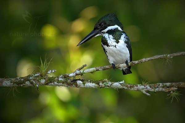 Rybařík amazonský (Chloroceryle amazona), Rybařík amazonský (Chloroceryle amazona), Amazon Kingfisher, Autor: Ondřej Prosický | NaturePhoto.cz, Model: Canon EOS 7D, Objektiv: Canon EF 500mm f/4 L IS USM, Ohnisková vzdálenost (EQ35mm): 800 mm, stativ Gitzo, Clona: 5.0, Doba expozice: 1/400 s, ISO: 800, Kompenzace expozice: -2/3, Blesk: Ano, Vytvořeno: 18. prosince 2010 7:49:57, Cano Negro (Kostarika)