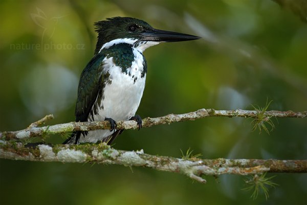 Rybařík amazonský (Chloroceryle amazona), Rybařík amazonský (Chloroceryle amazona), Amazon Kingfisher, Autor: Ondřej Prosický | NaturePhoto.cz, Model: Canon EOS 7D, Objektiv: Canon EF 500mm f/4 L IS USM, Ohnisková vzdálenost (EQ35mm): 800 mm, stativ Gitzo, Clona: 5.0, Doba expozice: 1/500 s, ISO: 800, Kompenzace expozice: -2/3, Blesk: Ano, Vytvořeno: 18. prosince 2010 7:51:56, Cano Negro (Kostarika) 